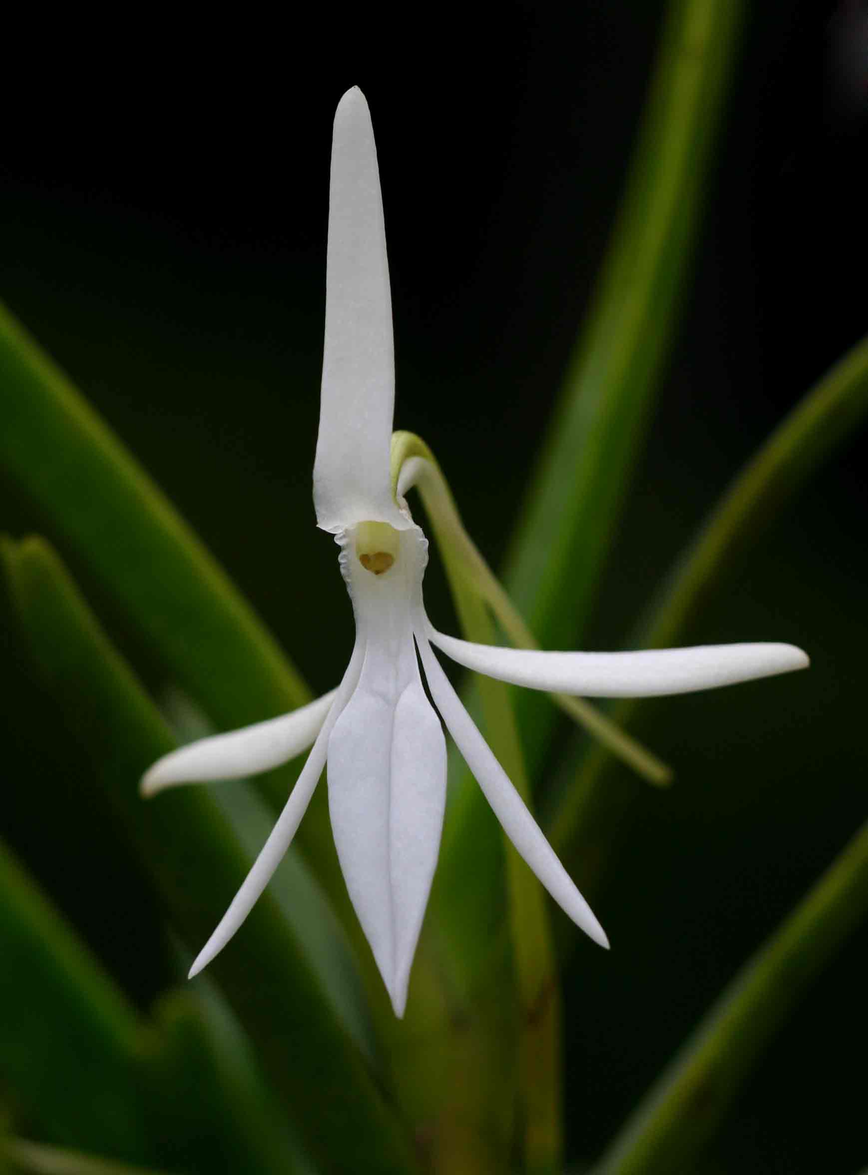 Jumellea walleri
