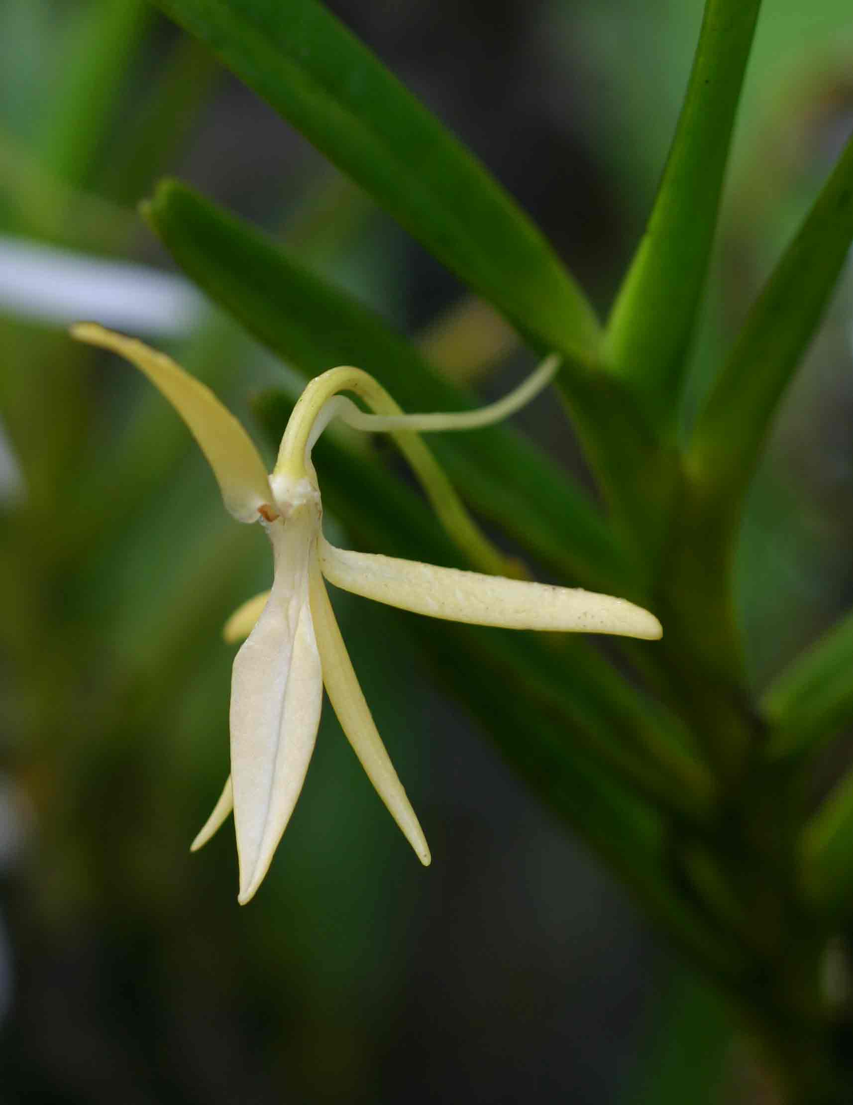 Jumellea walleri