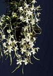 Aerangis appendiculata
