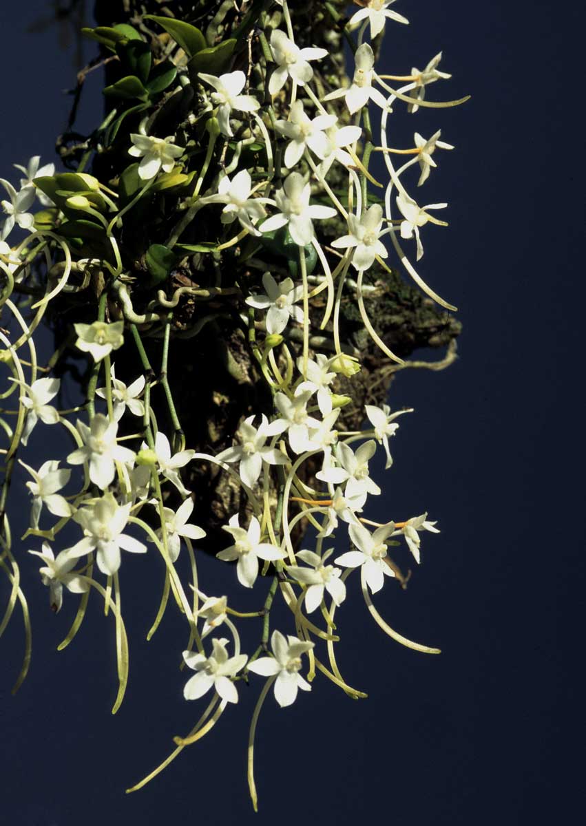 Aerangis appendiculata