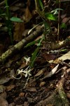 Aerangis appendiculata