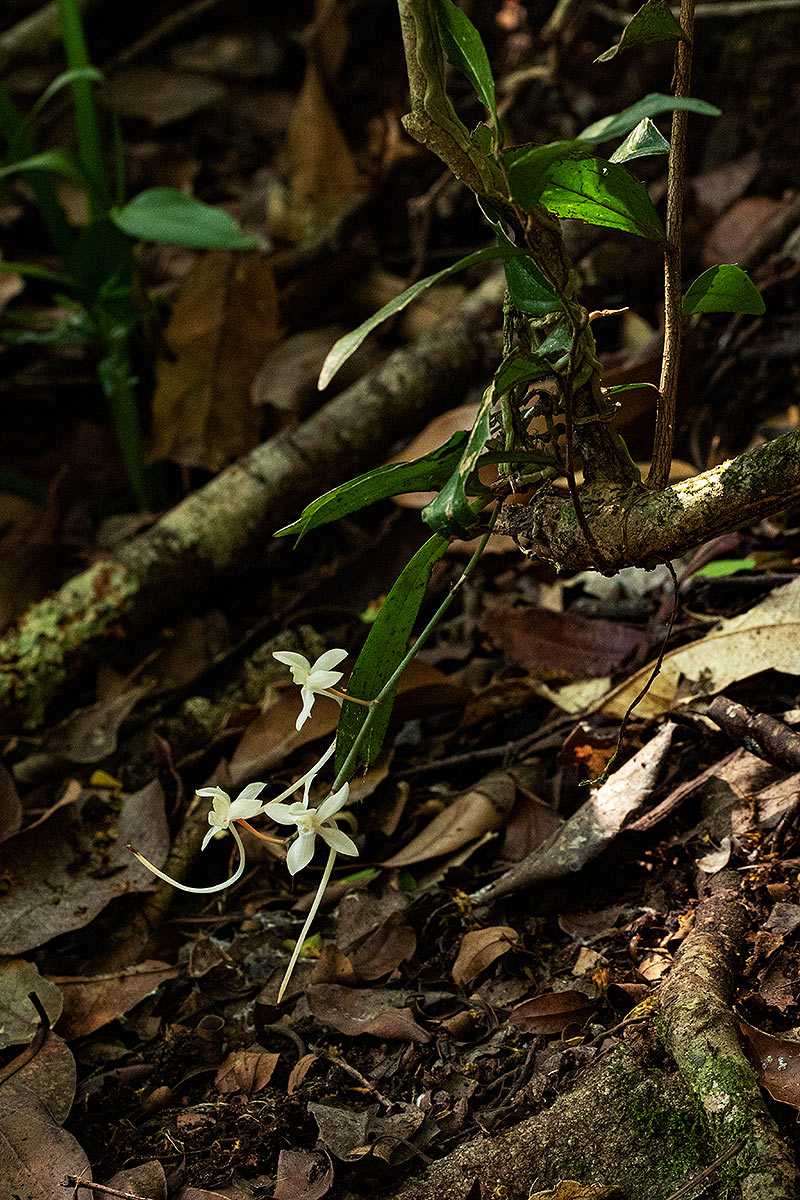 Aerangis appendiculata
