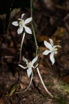 Aerangis appendiculata