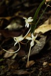 Aerangis appendiculata