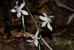 Aerangis appendiculata