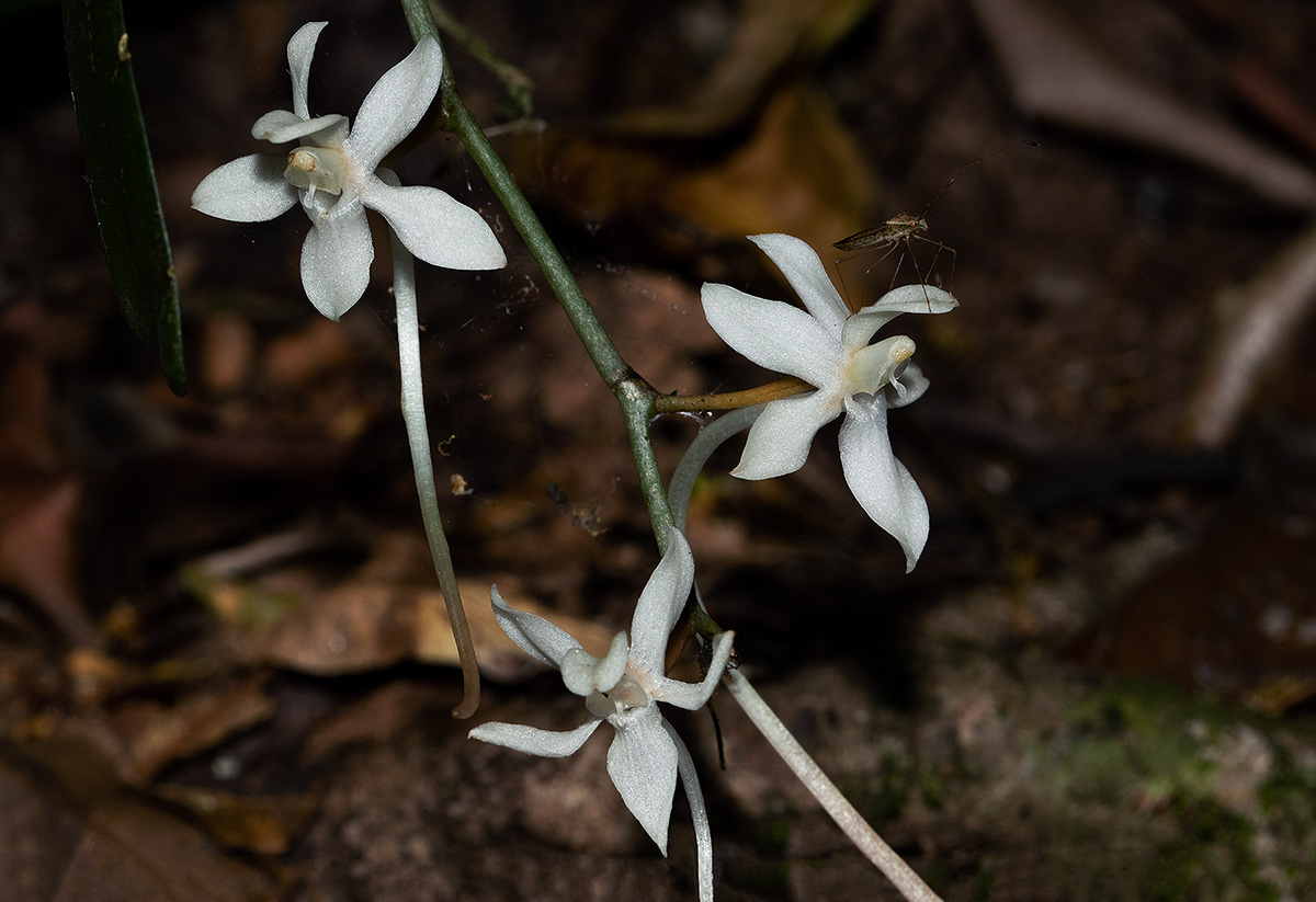 Aerangis appendiculata