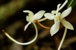 Aerangis appendiculata