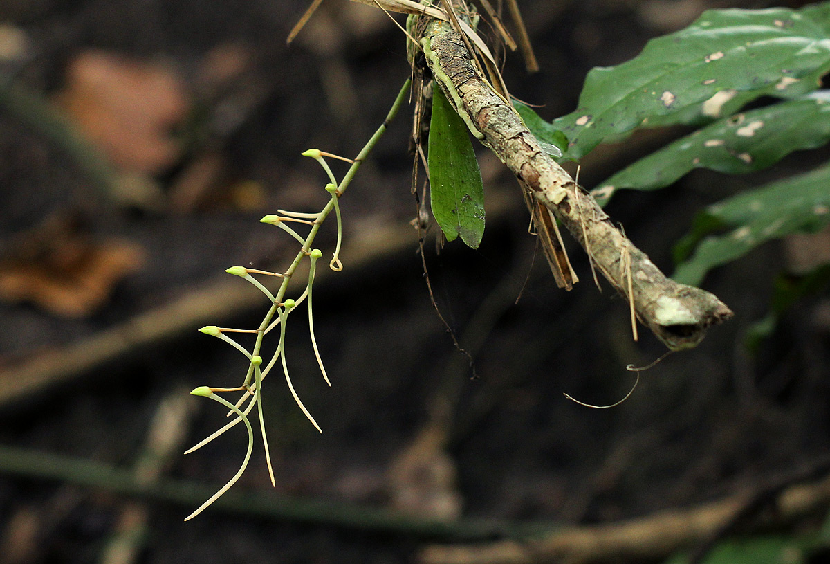 Aerangis mystacidii