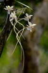 Aerangis mystacidii