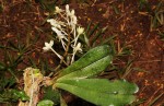Aerangis mystacidii