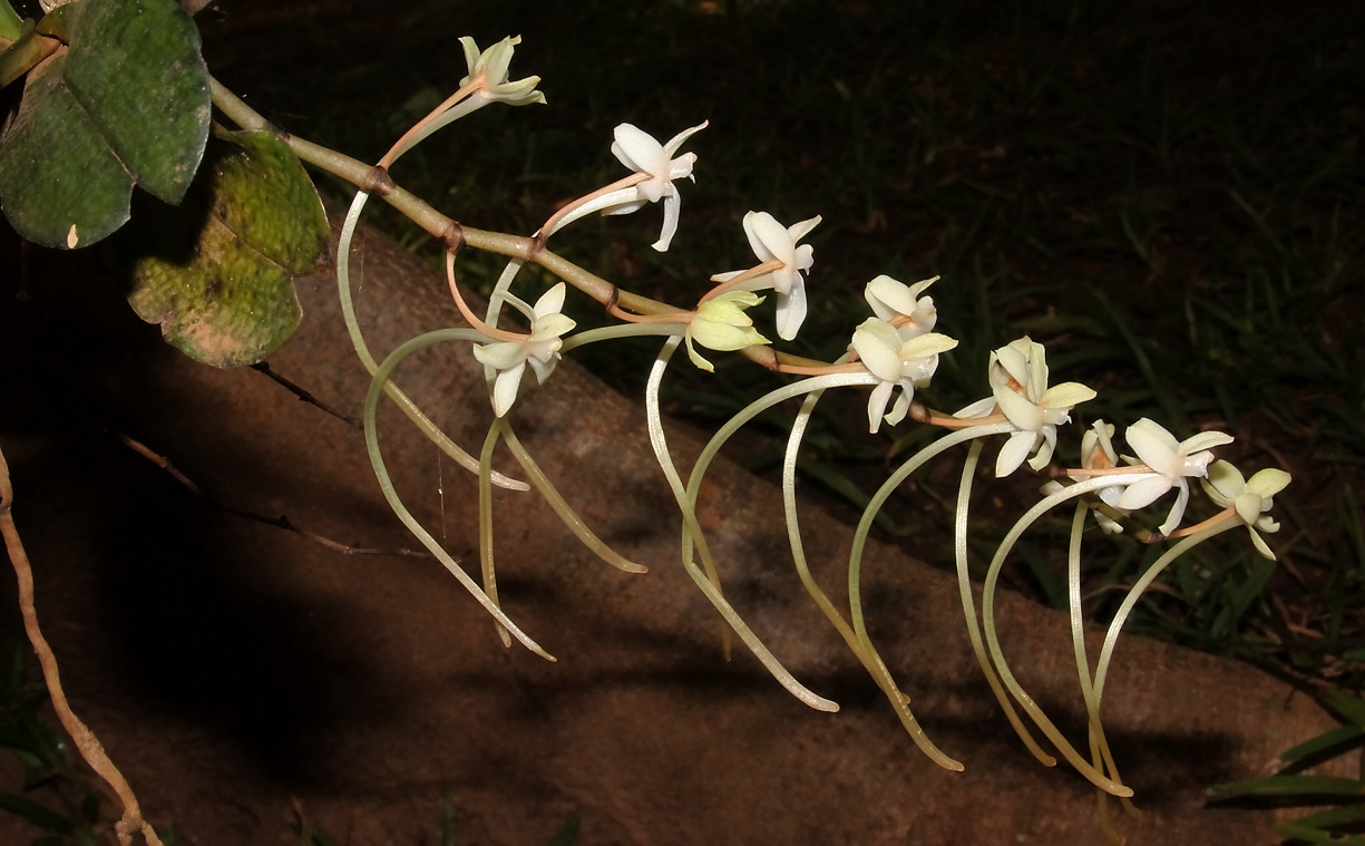 Aerangis mystacidii