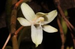 Aerangis mystacidii