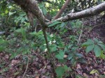 Aerangis mystacidii