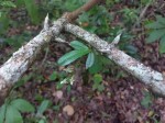 Aerangis mystacidii