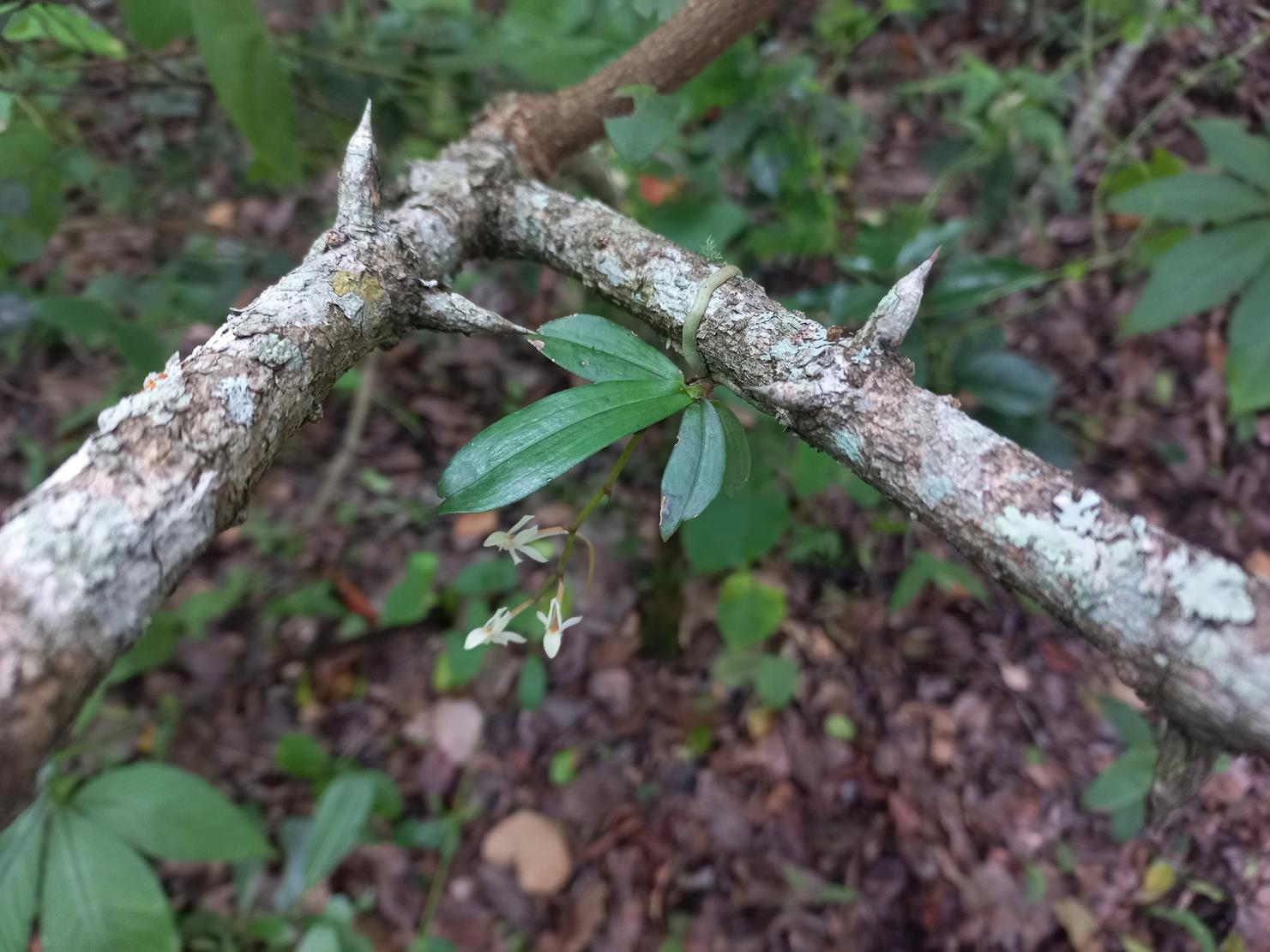 Aerangis mystacidii