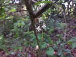Aerangis mystacidii