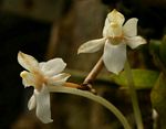 Aerangis mystacidii