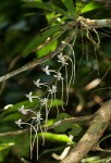 Aerangis mystacidii