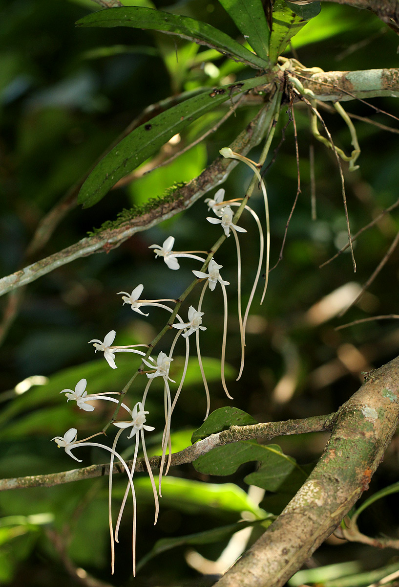Aerangis mystacidii
