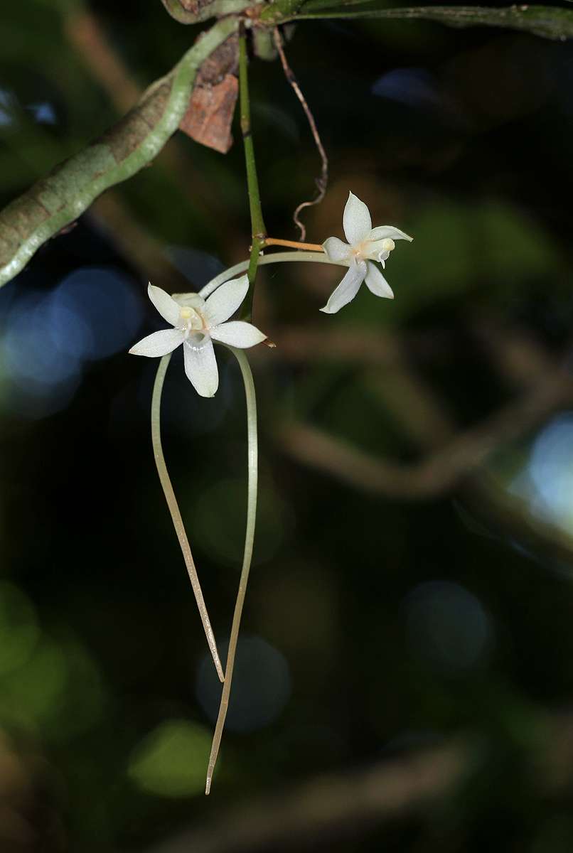 Aerangis mystacidii