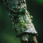 Angraecopsis amaniensis