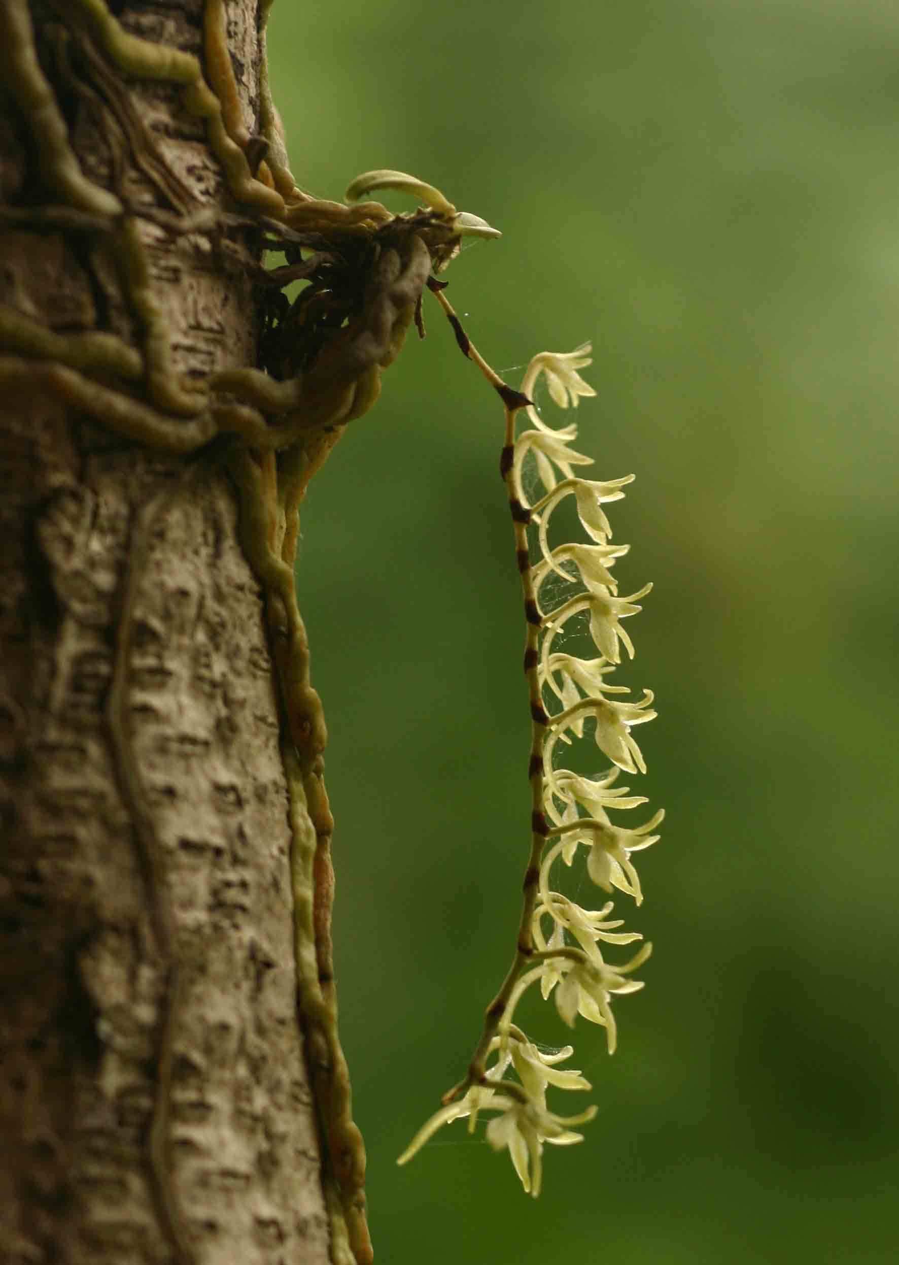 Angraecopsis amaniensis