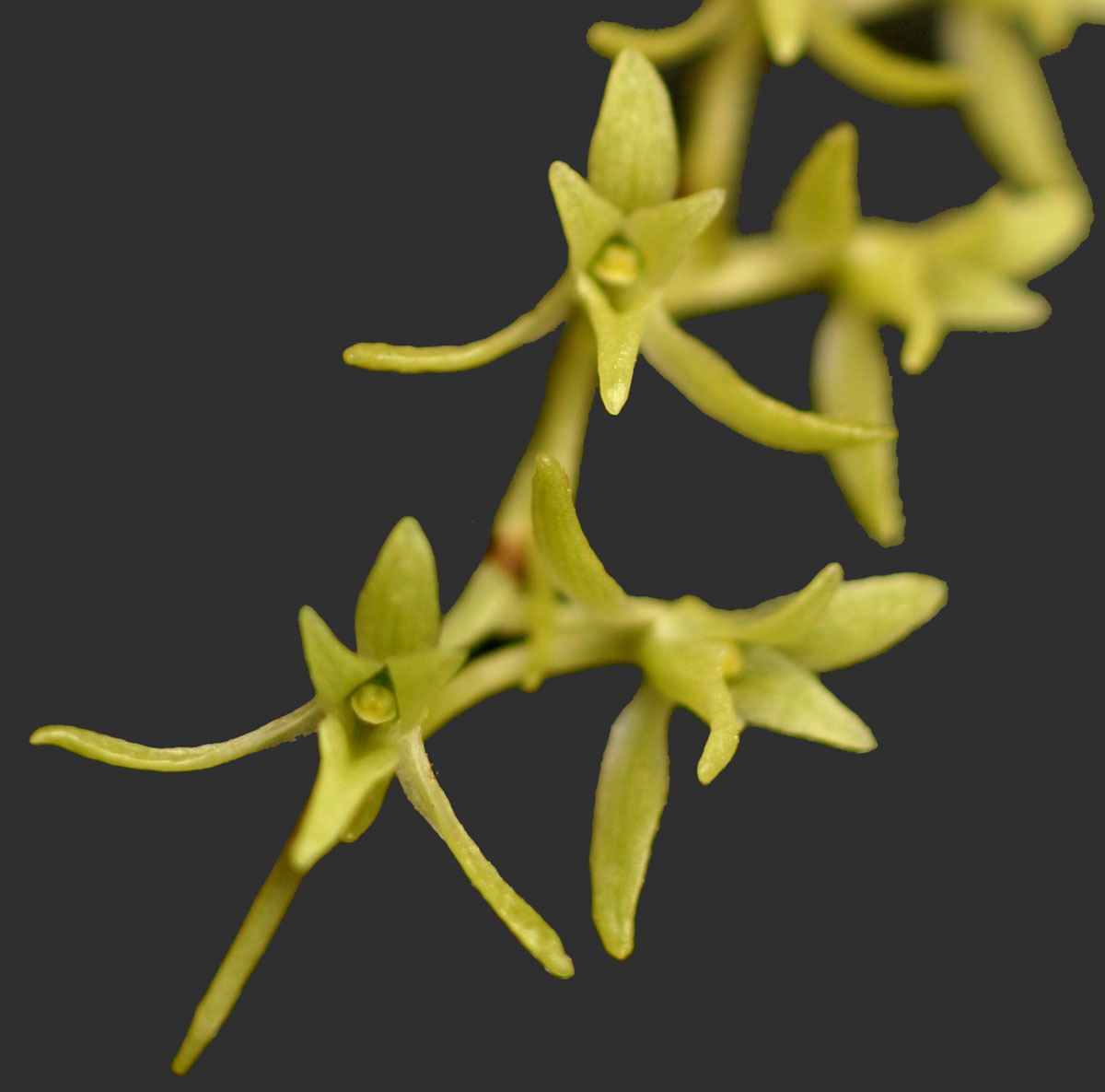 Angraecopsis amaniensis