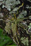 Angraecopsis amaniensis