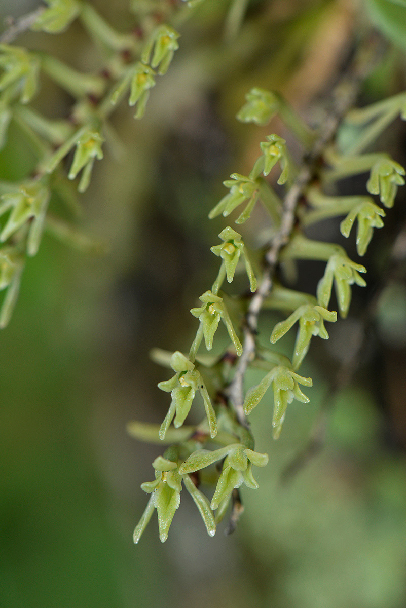 Angraecopsis amaniensis