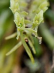 Angraecopsis amaniensis