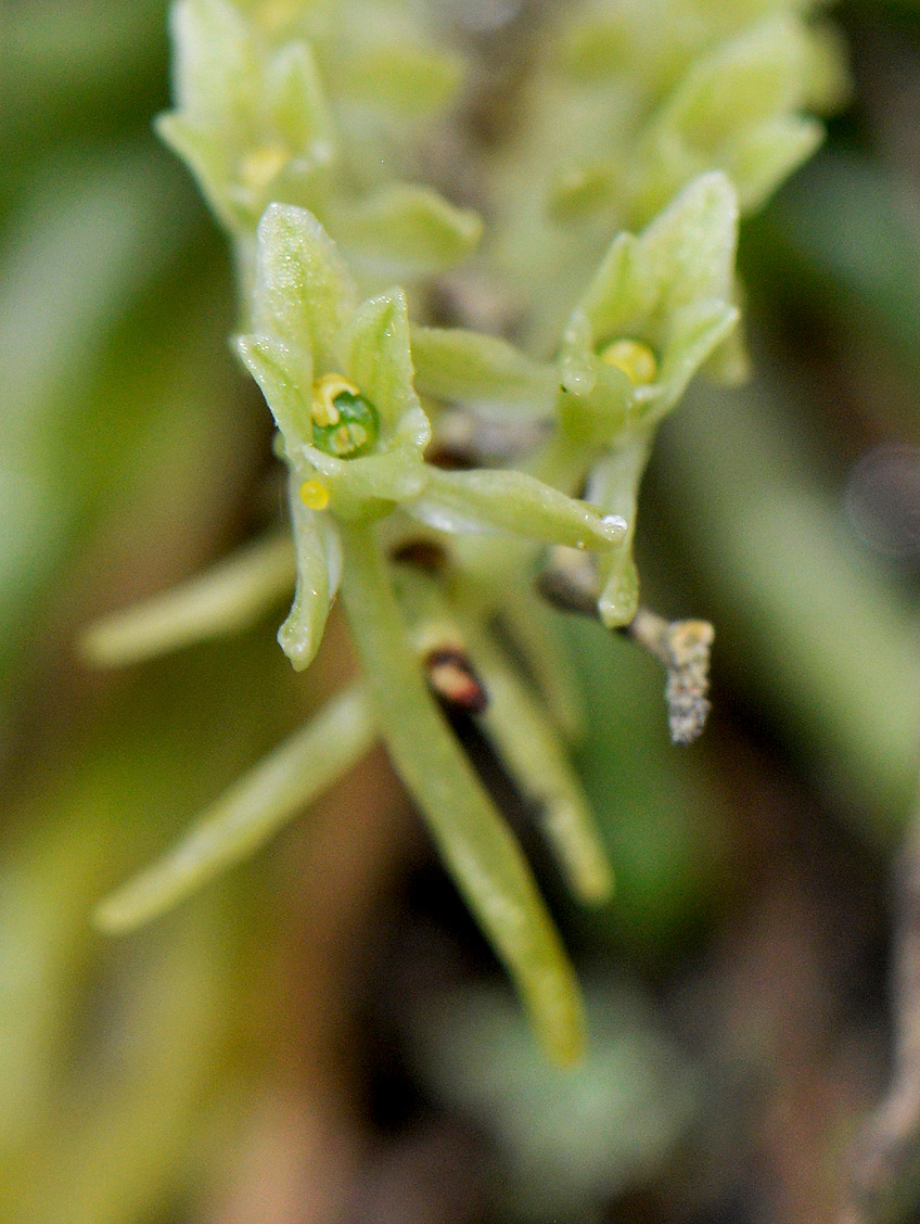 Angraecopsis amaniensis
