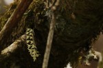 Angraecopsis amaniensis