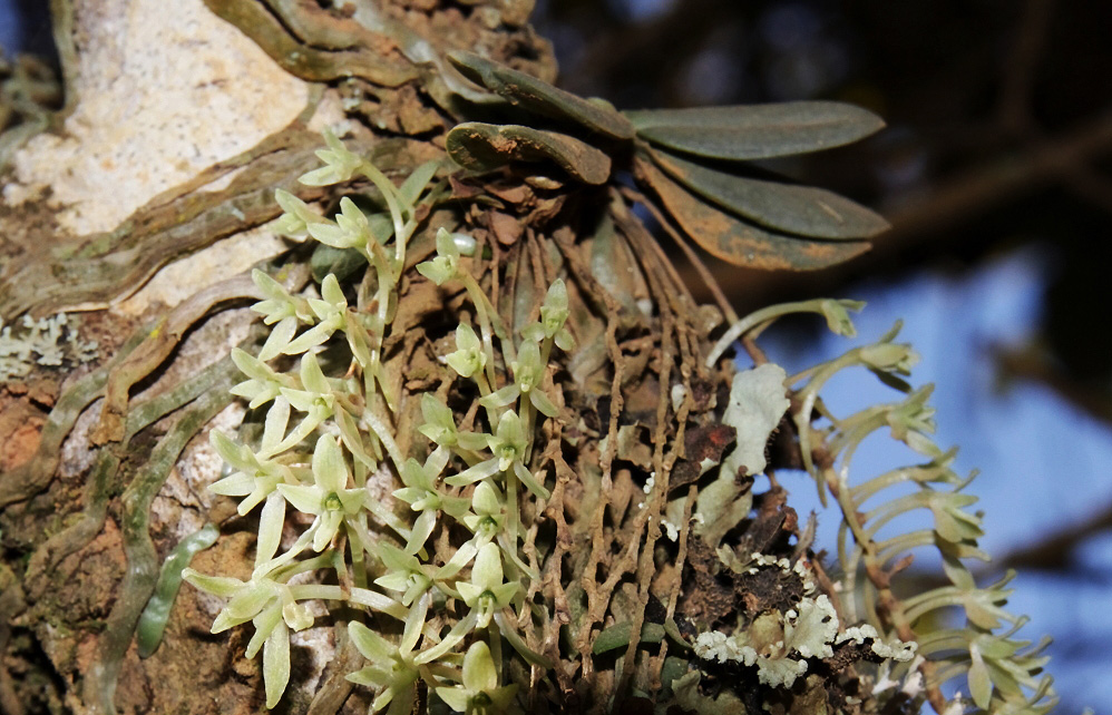Angraecopsis amaniensis