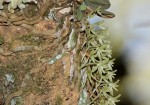 Angraecopsis amaniensis