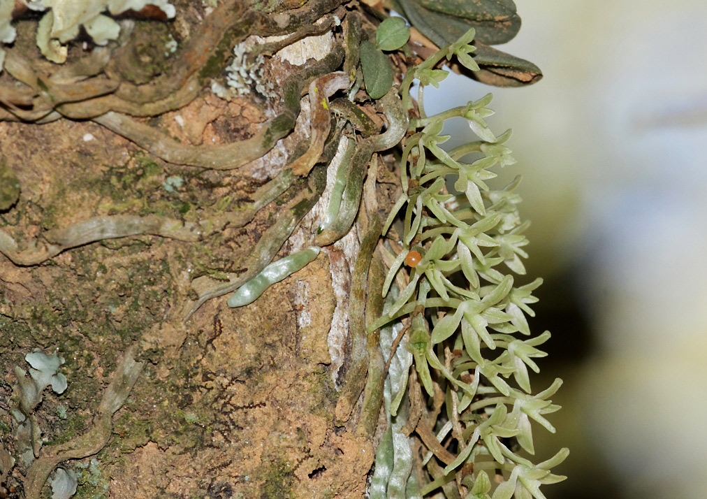 Angraecopsis amaniensis