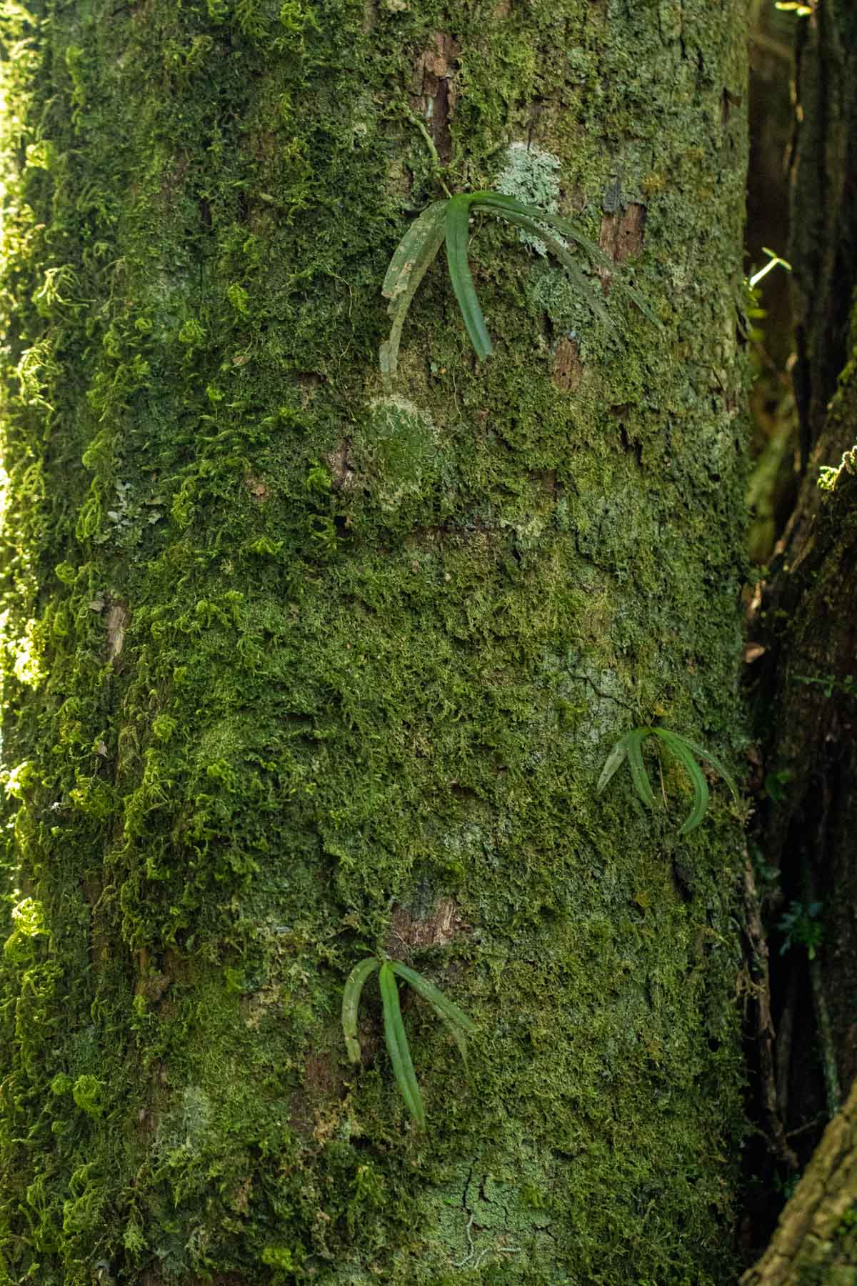 Angraecopsis parviflora