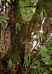 Angraecopsis parviflora