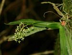 Angraecopsis parviflora