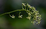 Angraecopsis parviflora