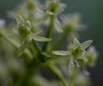 Angraecopsis parviflora