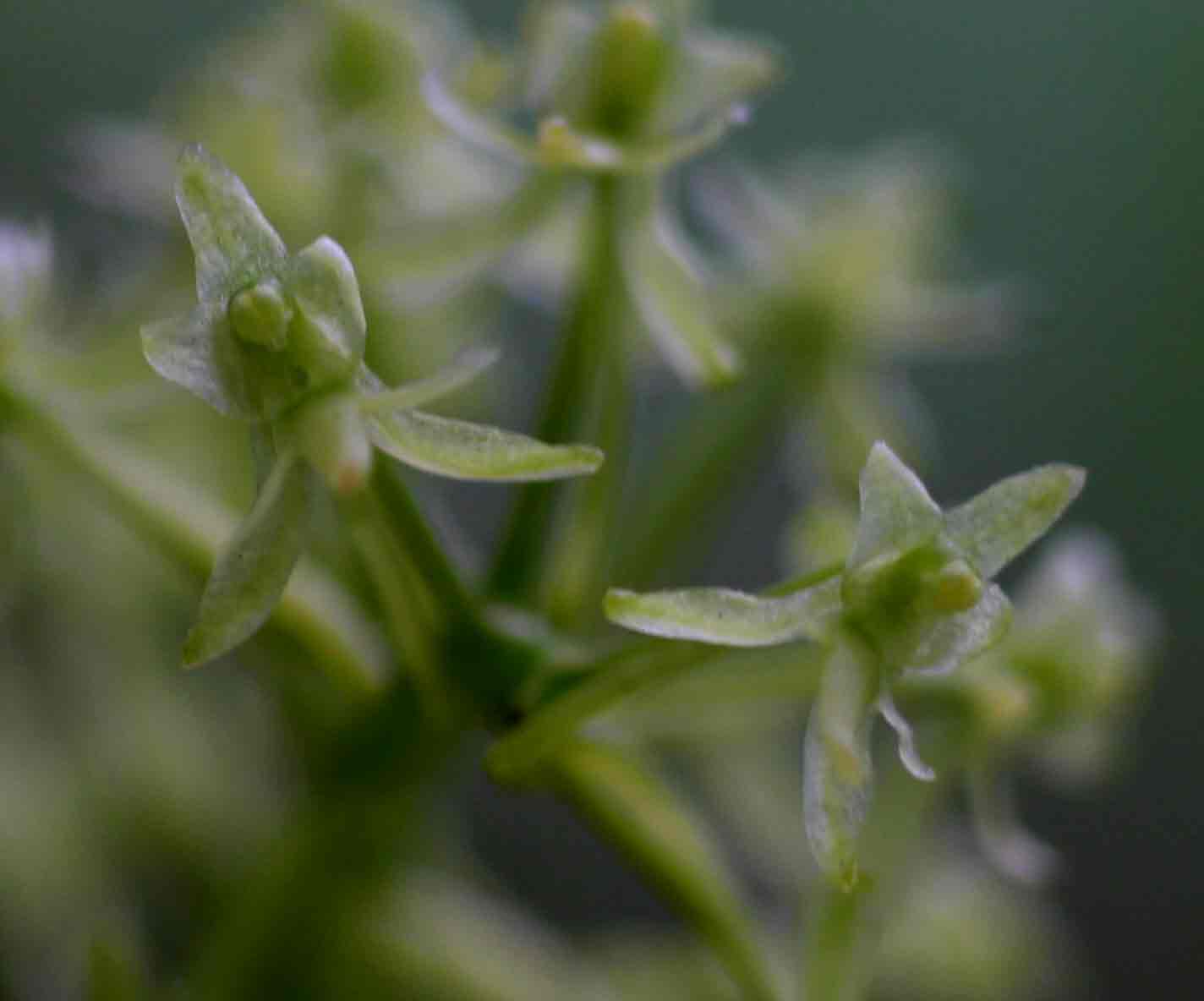 Angraecopsis parviflora