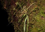 Angraecopsis parviflora