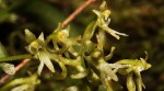 Angraecopsis parviflora