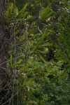 Cyrtorchis arcuata subsp. arcuata