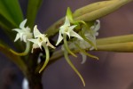 Cyrtorchis arcuata subsp. arcuata