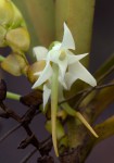 Cyrtorchis arcuata subsp. arcuata