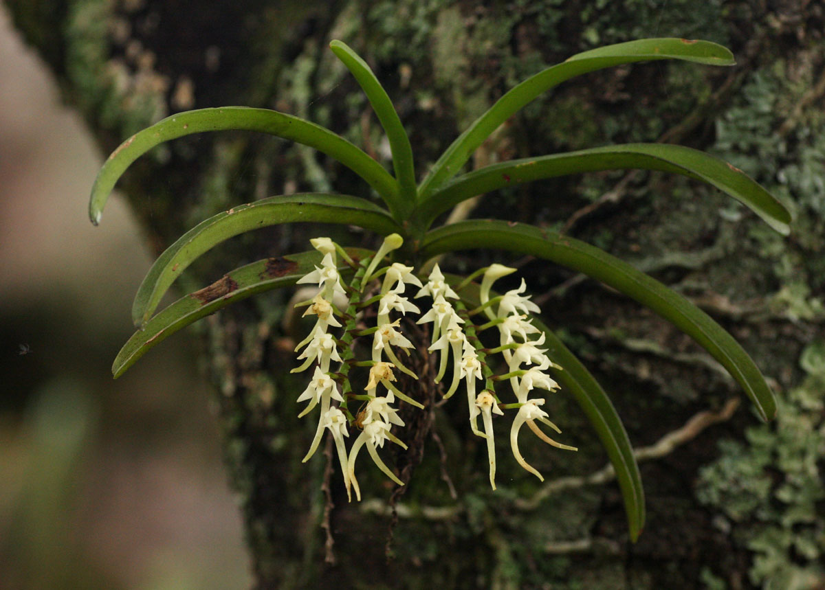 Cyrtorchis praetermissa subsp. praetermissa