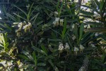 Cyrtorchis ringens