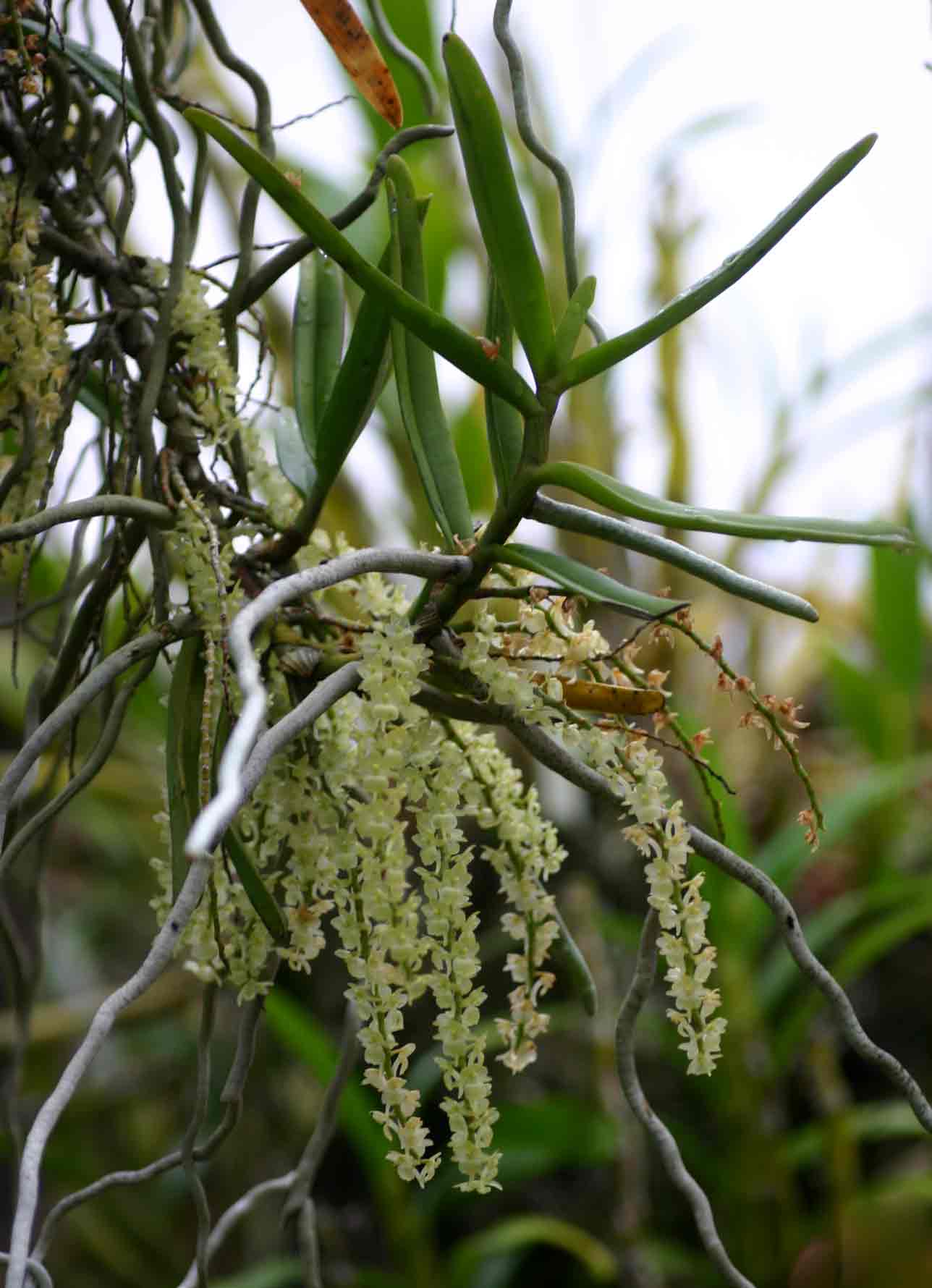 Diaphananthe xanthopollinia