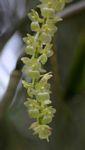 Diaphananthe xanthopollinia